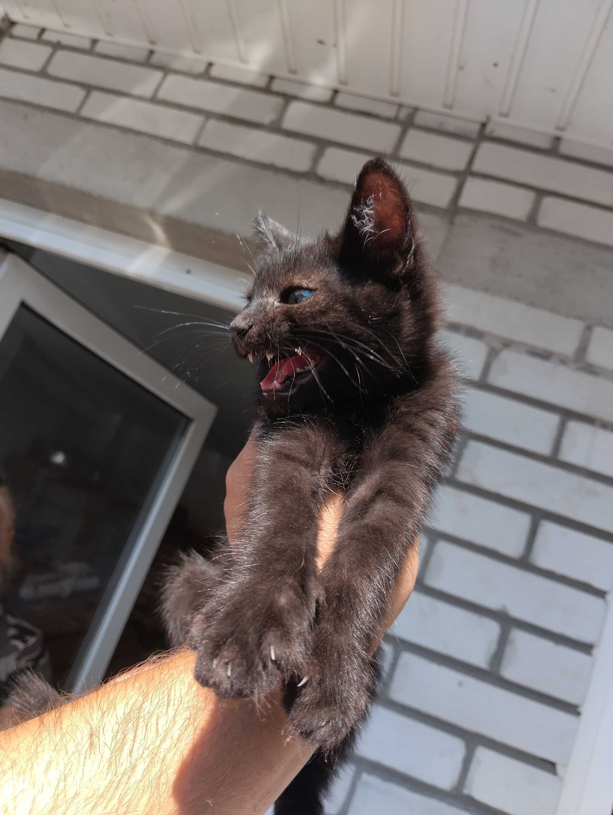 Отдам котенка в добрые руки