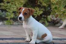 Piesek EDO Jack Russell Terrier z hodowli " BREFIO"/badanie genetyczne