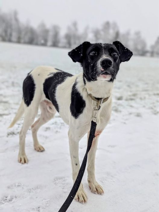 Mućek – łaciaty przystojniak z wielkim sercem szuka swojego człowieka