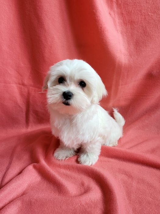 Rasowa suczka Maltańczyk