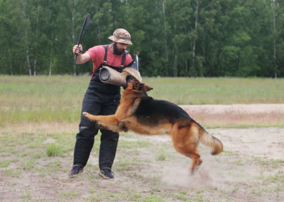 Німецька Вівчарка -  сука, від провірених та тестованих батьків! КСУ