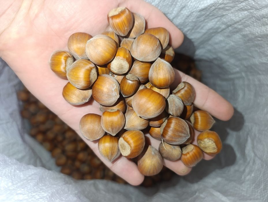 Продам горіхи оптом