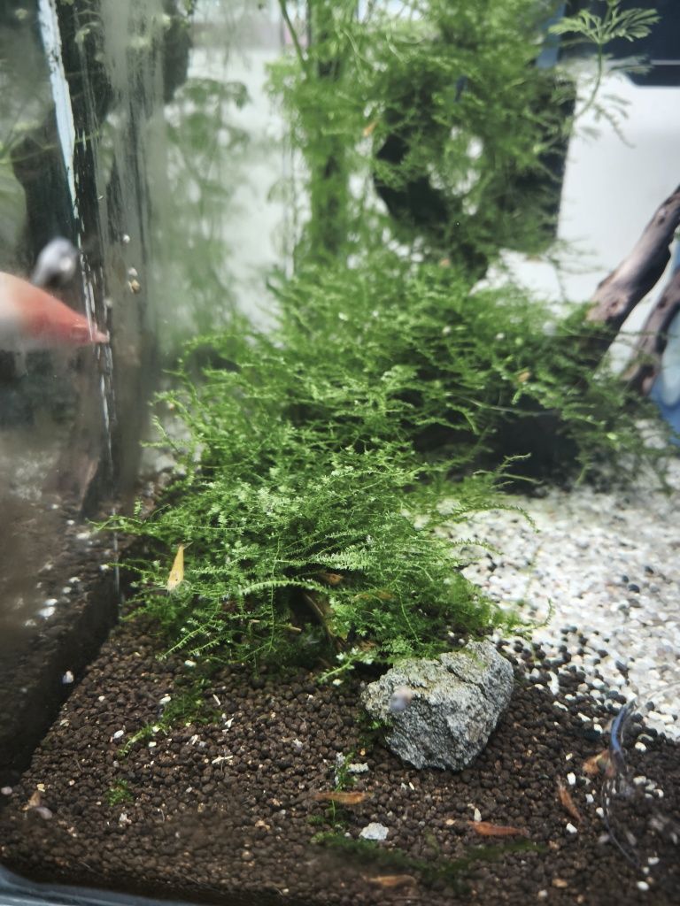 Neocaridina orange fire
