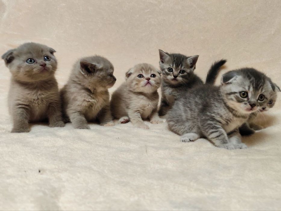 Кошенята Scottish fold/ striaht.