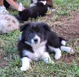 Piesek Border Collie ZKWP FCI