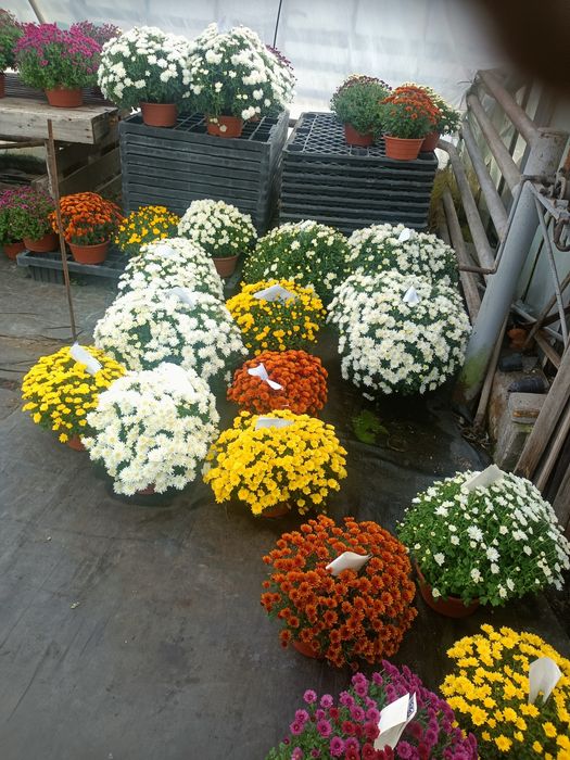 Chryzantemy drobnokwiatowe.