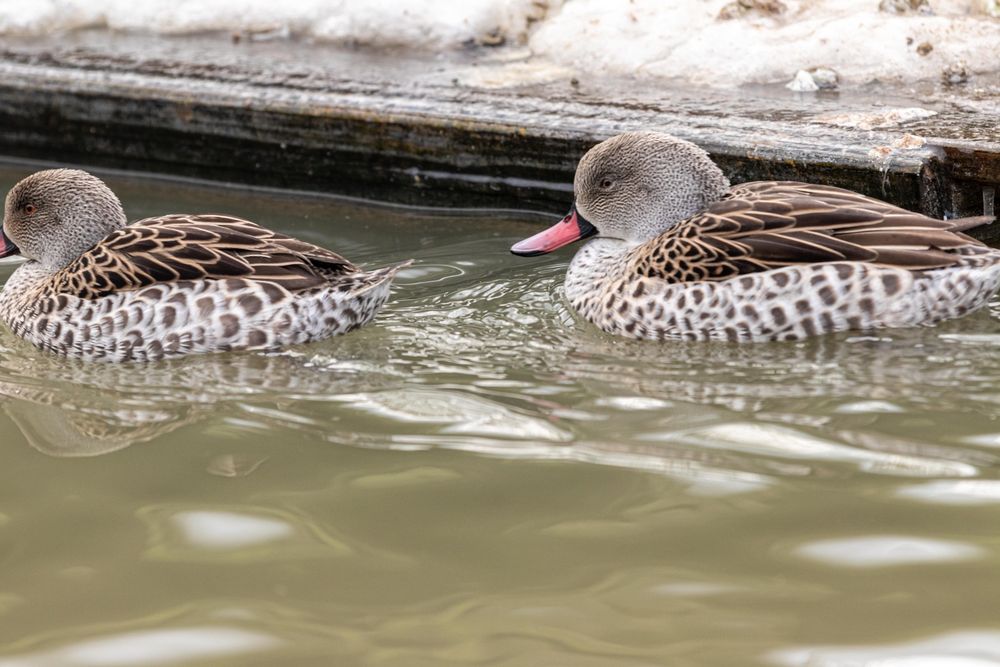 Kaczki ozdobne-CYRANECZKI PŁOWE pary i samce 2025