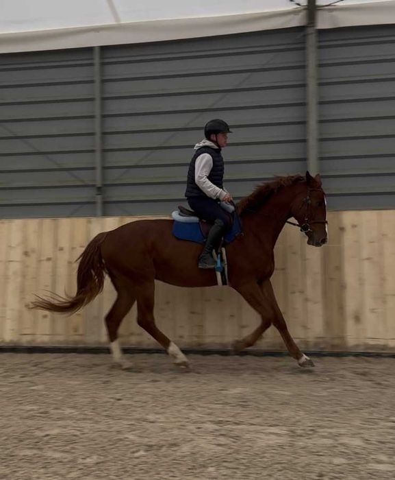 4,5 letni wałach po Cassilio