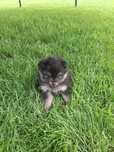 Szpic miniaturowy - Pomeranian Suczka