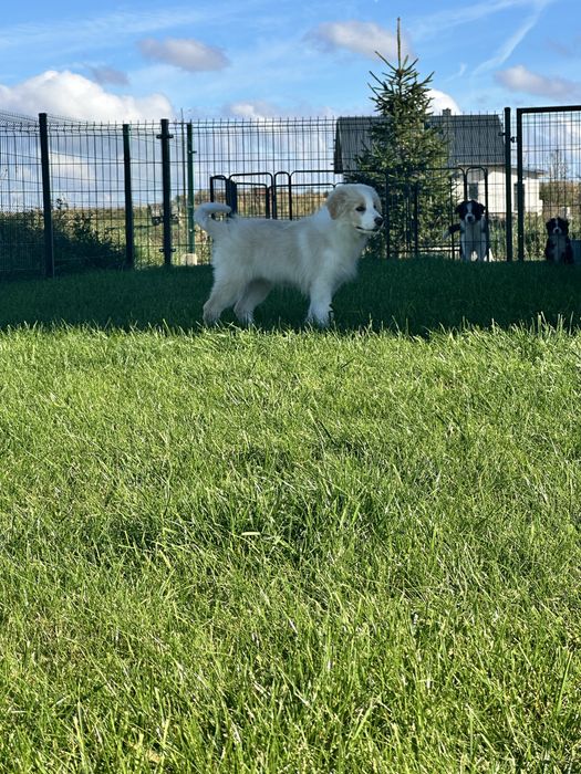 Cudny piesek border collie ZKwP FCI po MŁ.CHPL gotowy na zmianę domu
