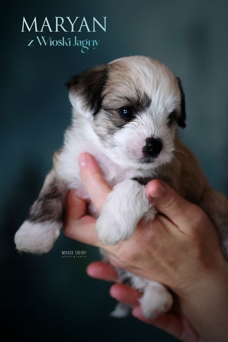 Chiński grzywacz piesek