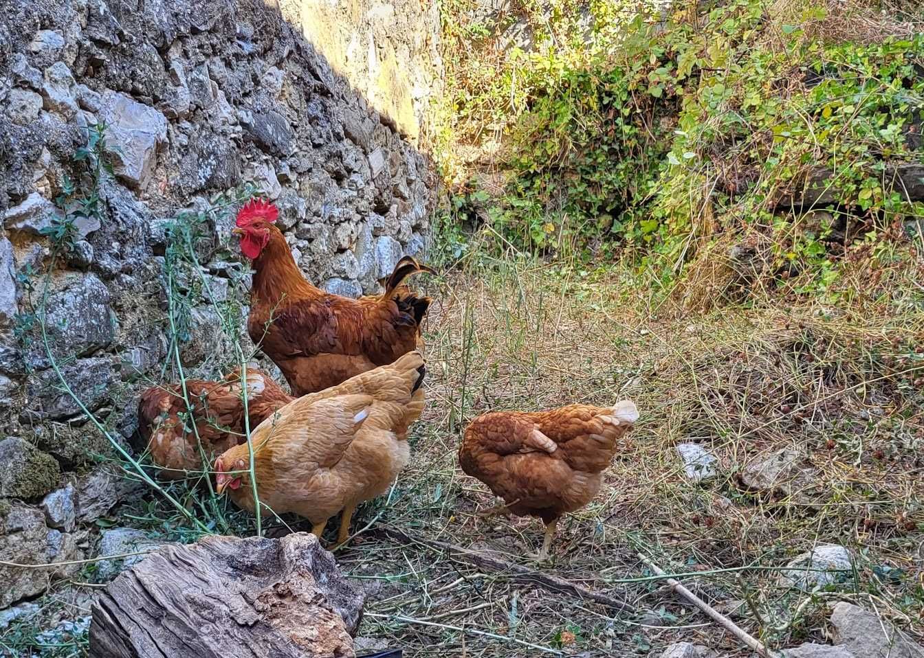 Ovos Caseiros de Qualidade - Entrega em Leiria Disponível!