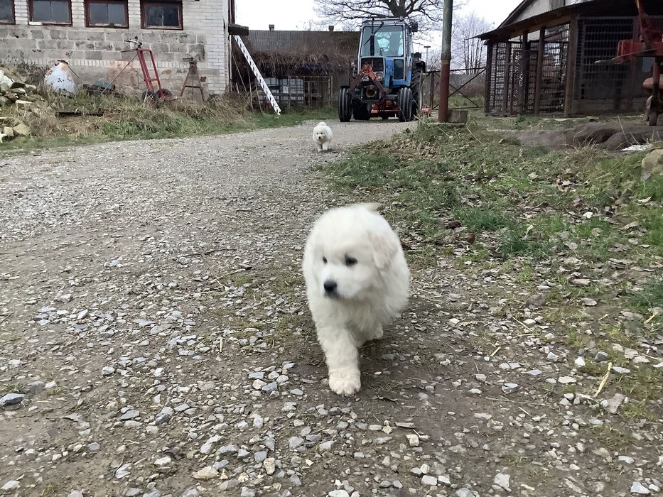 Owczarek Podhalański