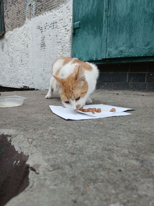 Кошечка в поисках нового дома