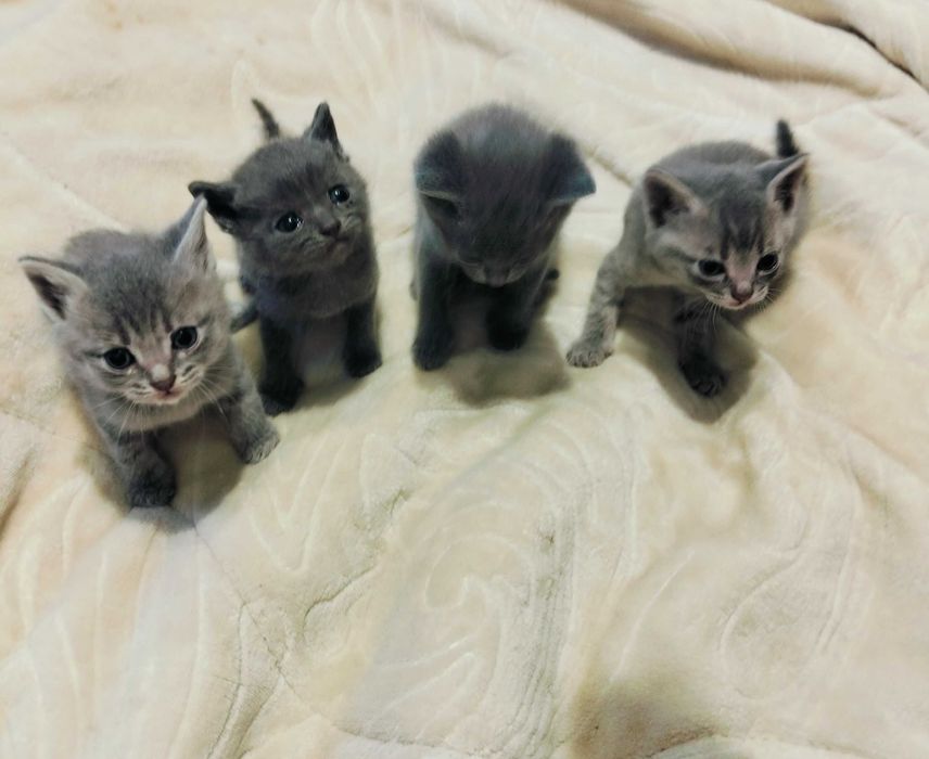 Отдам бесплатно котят