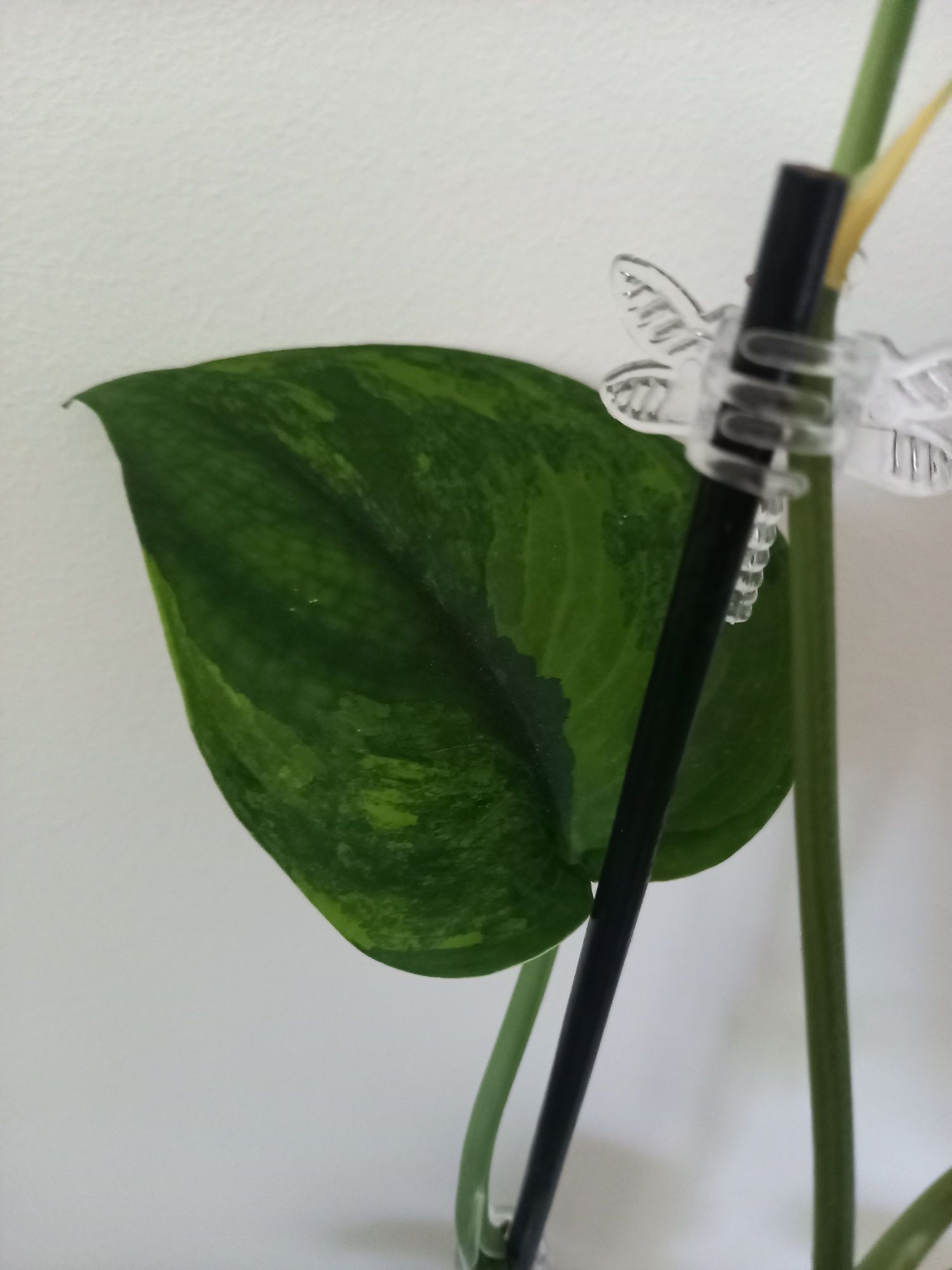Scindapsus Jade Satin Aurea