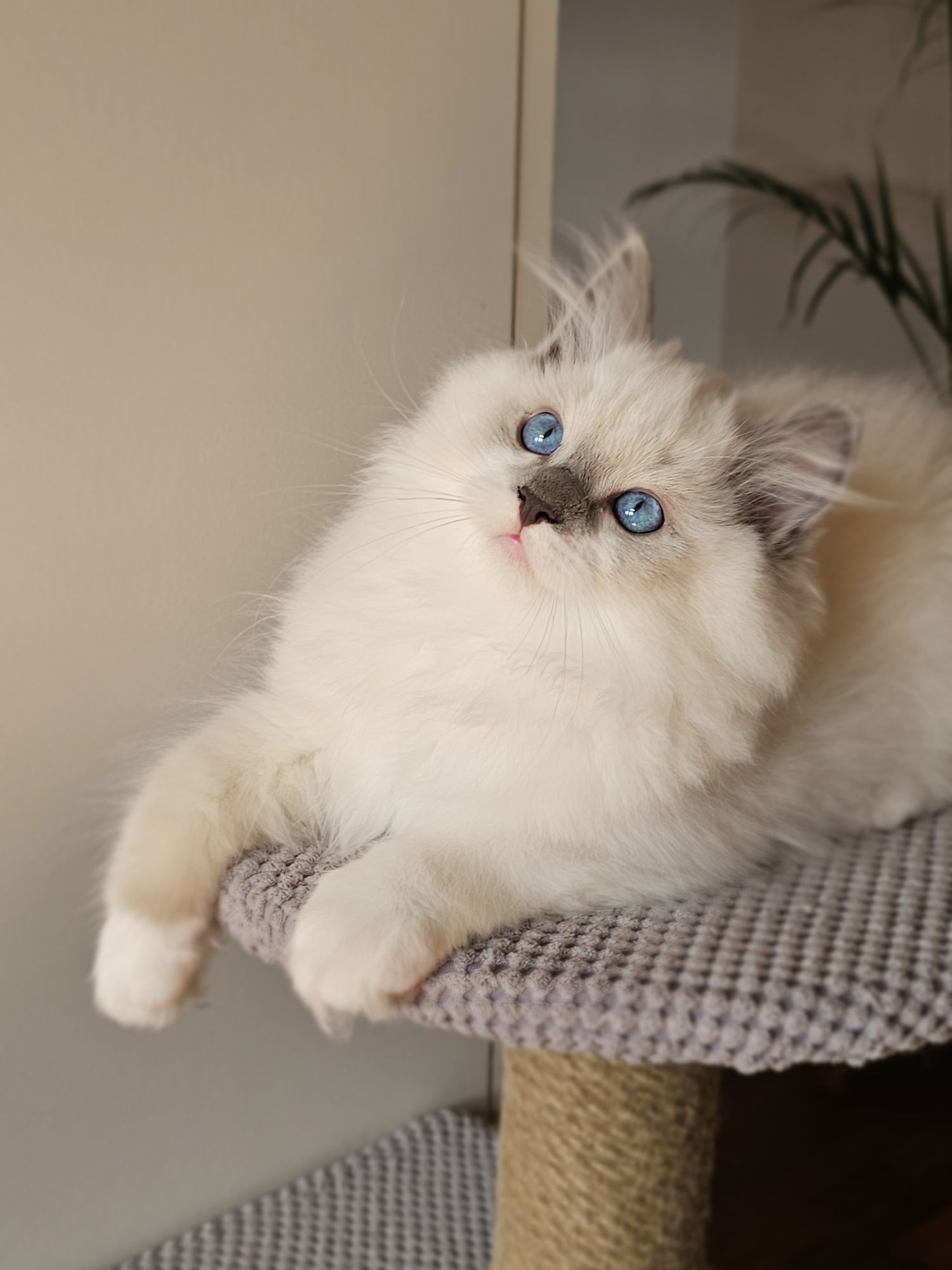 Ragdoll kocurek na kolanka