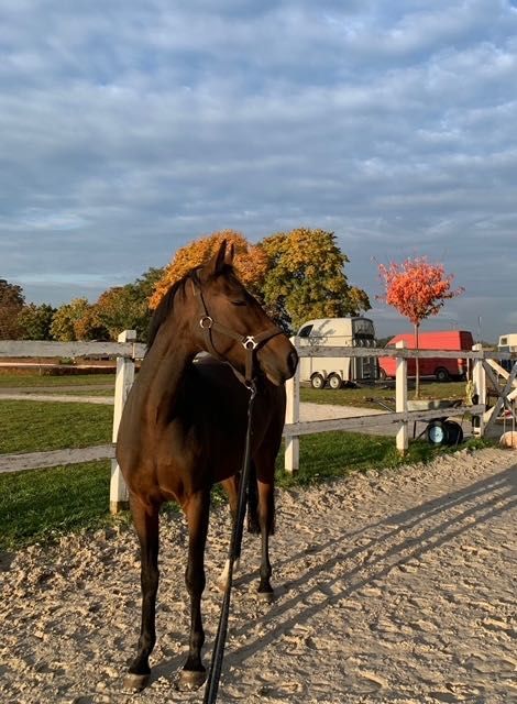 PILNIE Sprzedam 7 letnią klaczkę rasy Deutsches Reitpony