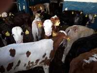 Jałówki HF, RW 50-100kg na krowę, Mięsne byczki jałówki transport