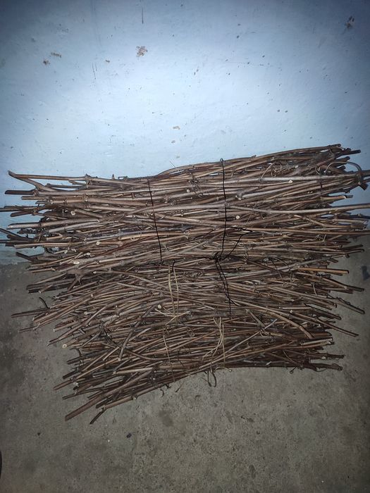 Подвой вінограда РР 101-14