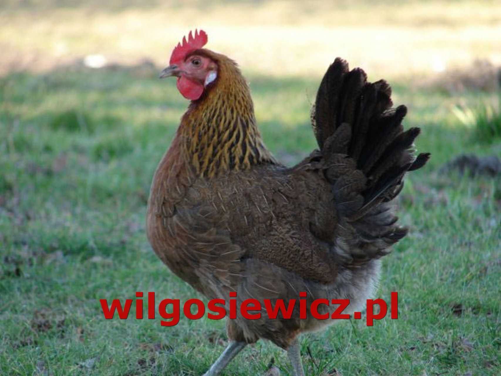 Zielononóżka Kurka Nioska