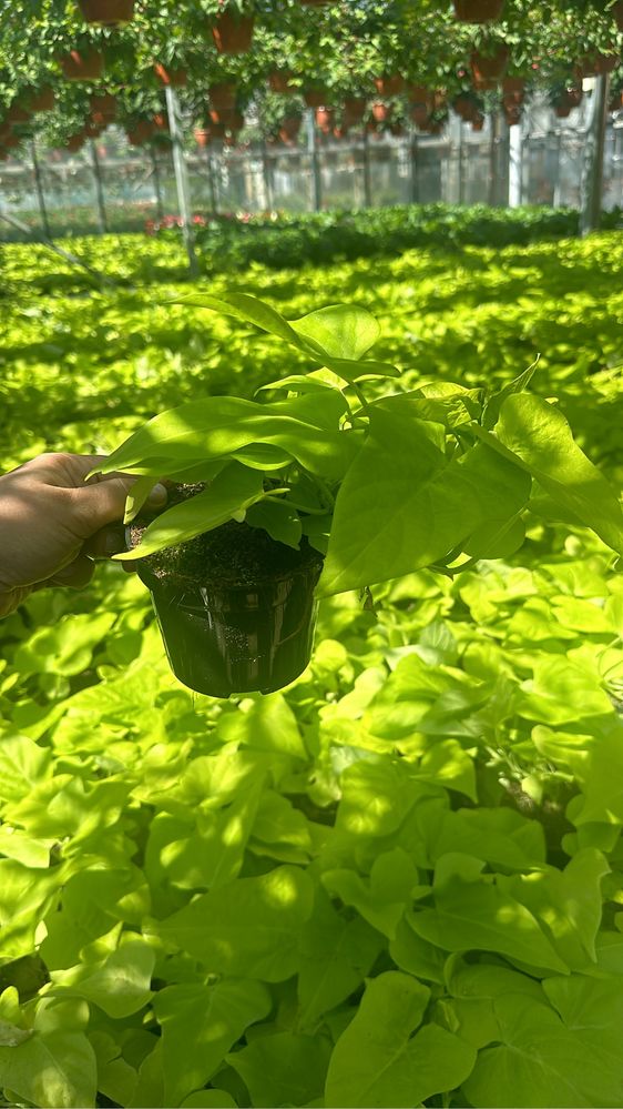 Pelargonia , surfinia , ample, sadzonki