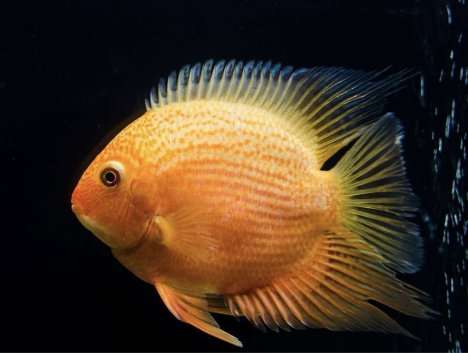 Цихлазома Джэк Демпси Биоцелатум Американские Цихлиды