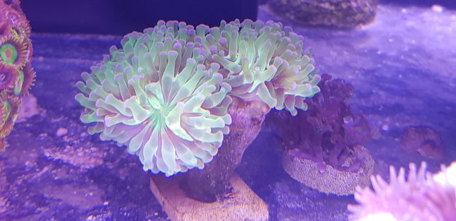 Euphyllia paraancora, euphylia, akwarium morskie, koralowiec