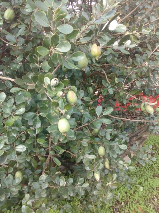 Plantas feijoas prontas a ir para a terra