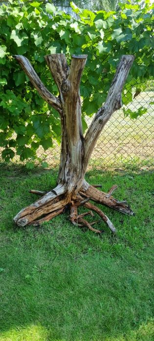 Pień kożeń konar śliwki do ogrodu