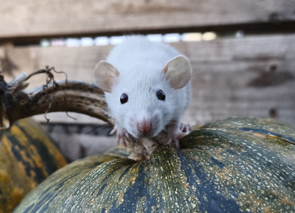 Piękna samica szczura biała ciemnooka szczur dumbo, szczurek samiczka