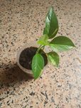 Planta Jiboia pequena 
Saudável 
Ó