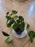 Pieniążek Pilea wysokość 29 cm