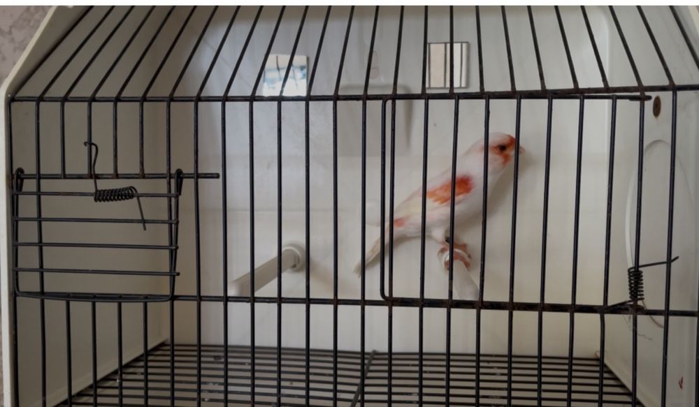 Lipocromo mosaico vermelho linha macho