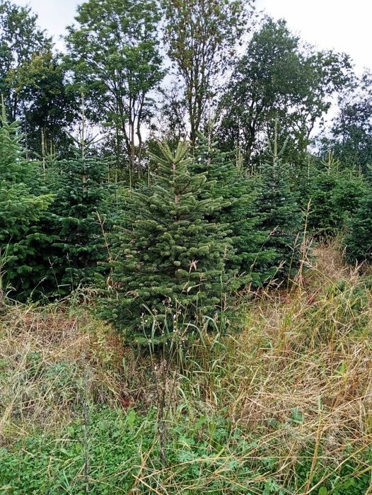 Jodła kaukaska PREMIUM 220-280