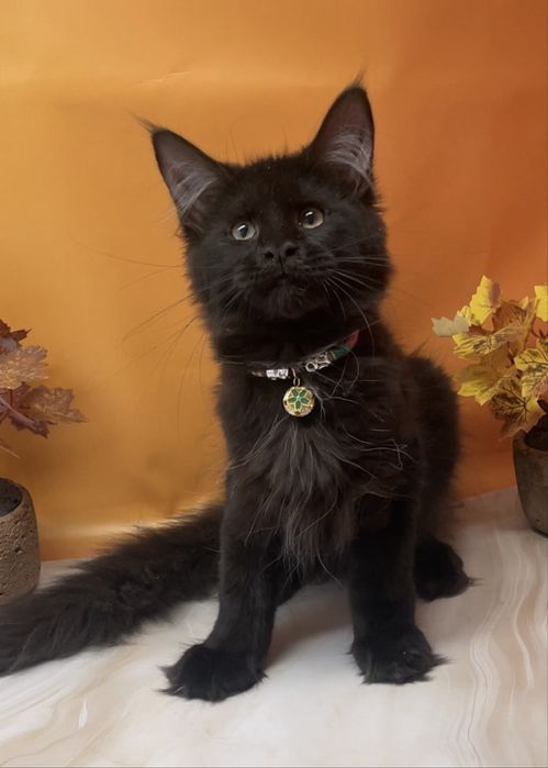 Шикарный котик в любимцы