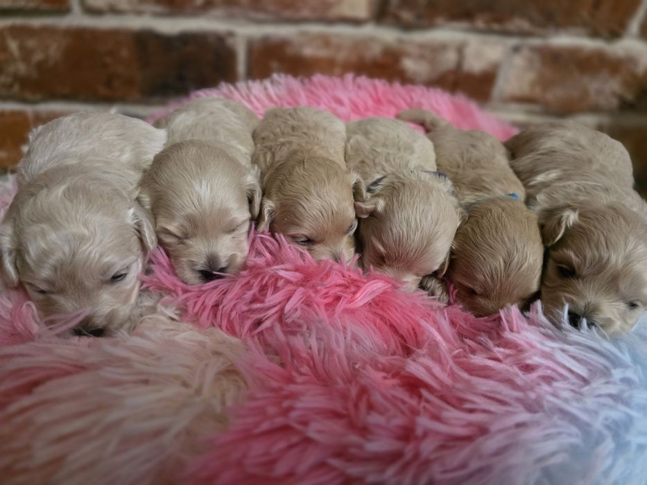 Maltipoo f1 piesek  do rezerwacji!!!