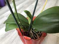 Орхідеї 150 грн