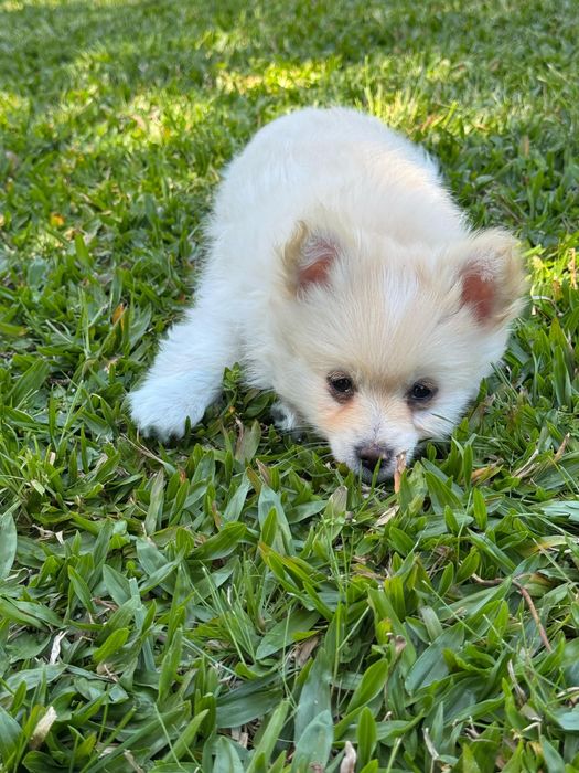 Maravilhoso chihuahua pelo comprido