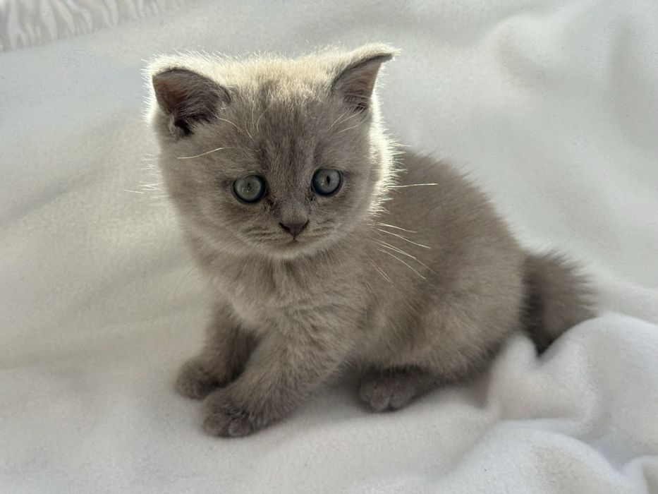 Шотландський котик