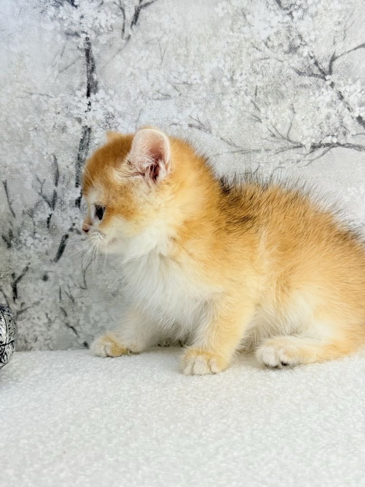 Femea  british golden chinchila shorthair