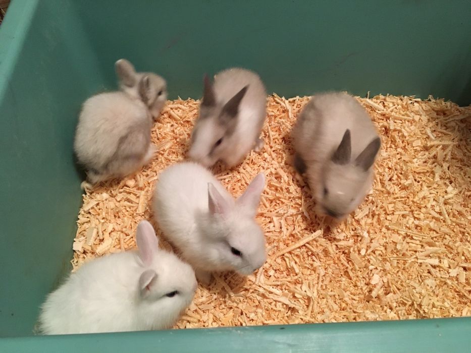 Декоративные львиноголовые кролики