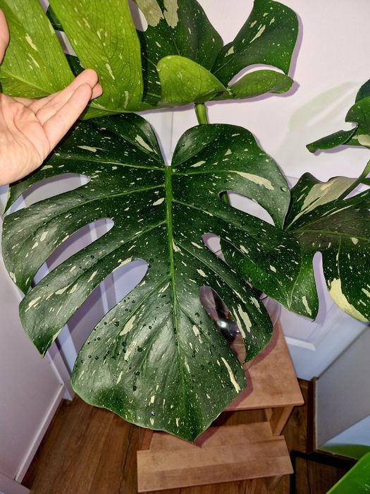 Monstera thai constellation