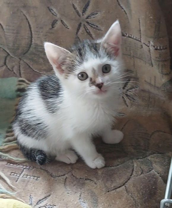 Отдам котёнка-девочку