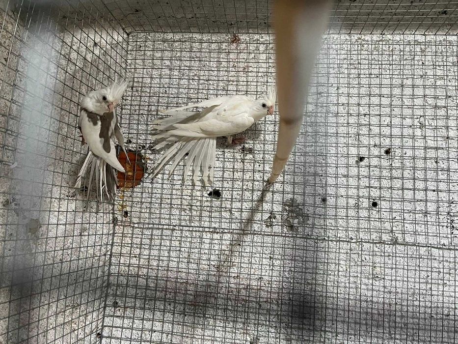 Vendo vários tipos de aves