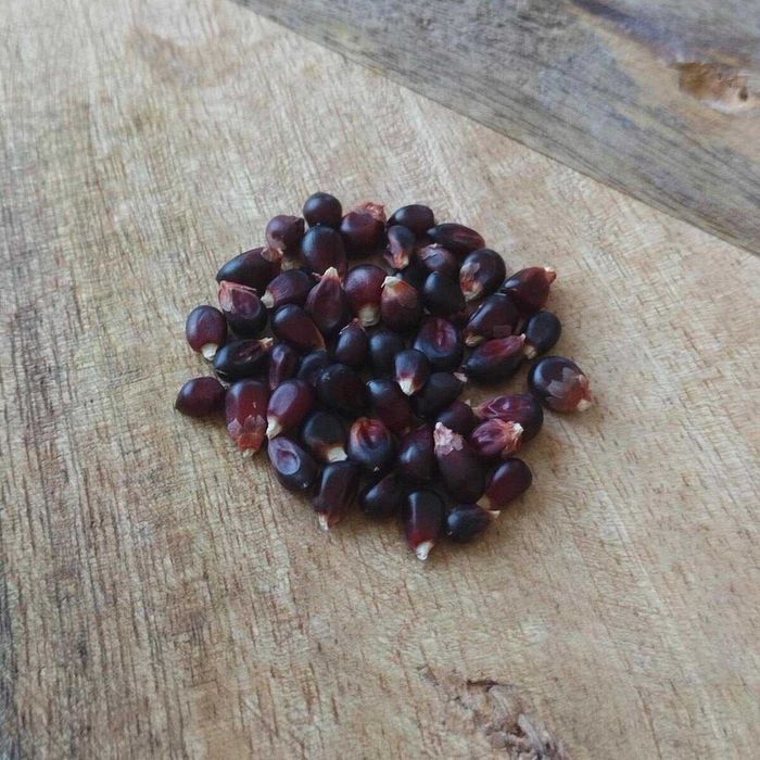 10 Sementes Milho Dakota Negro – Zea mays Dakota Black