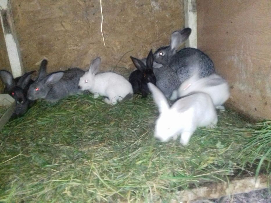 Молоді кролинята