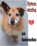 Piesek z łańcucha