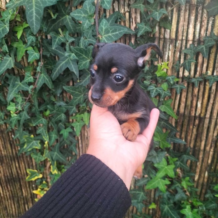 Pinscher fêmea  linda