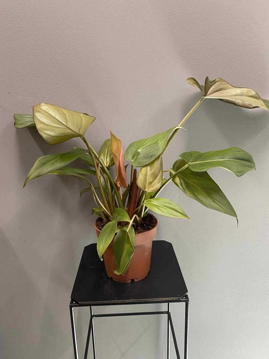Philodendron Summer Glory Filodendron